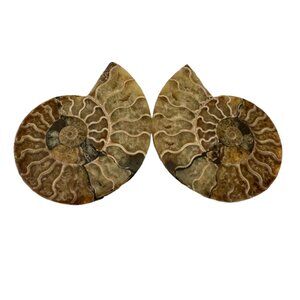 Ammonites Fossil Shells | Whole | Cut in Half and Polished | Made in Madagascar